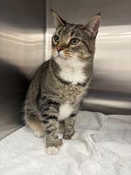 Found/Stray Male Cat last seen West 33rd and Granville street in Vancouver, Vancouver, BC V6M 1A6