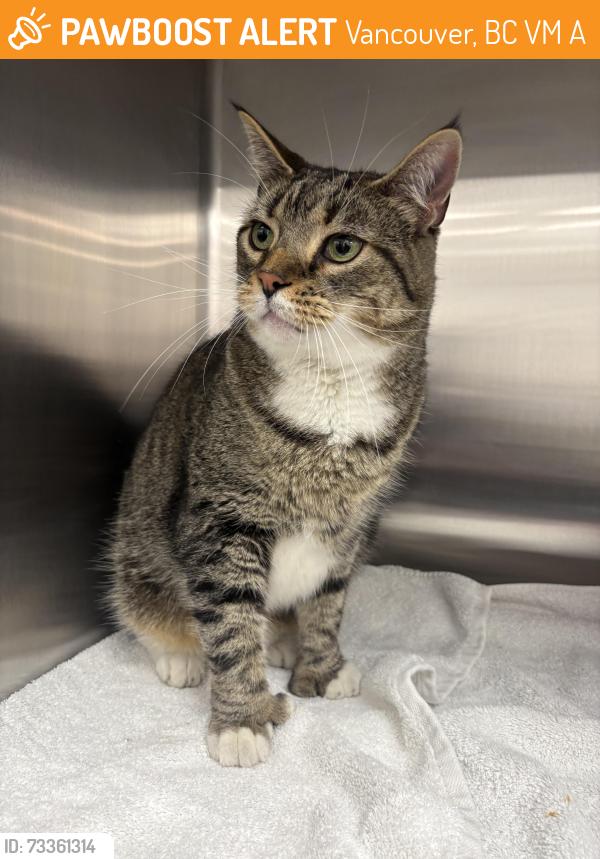 Found/Stray Male Cat last seen West 33rd and Granville street in Vancouver, Vancouver, BC V6M 1A6