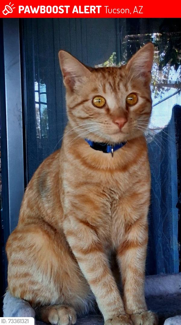 Lost Male Cat last seen LINDEN STREET AND BELL, Tucson, AZ 85704