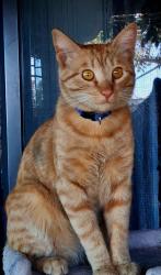 Lost Male Cat last seen LINDEN STREET AND BELL, Tucson, AZ 85704