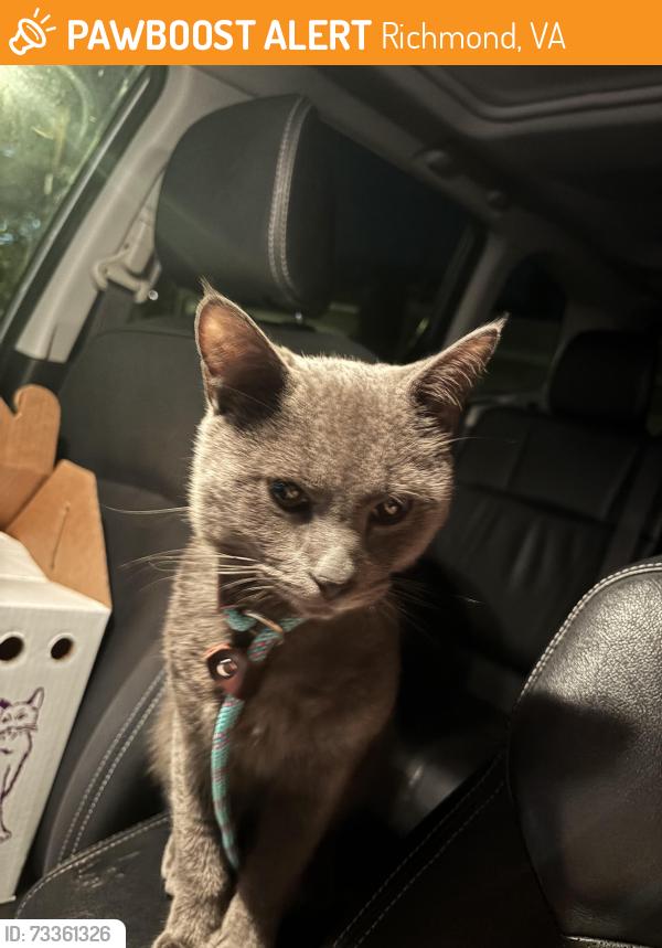 Found/Stray Male Cat last seen apmt complex near intersection of Janke Rd and German School Rd, Richmond, VA, Richmond, VA 23219