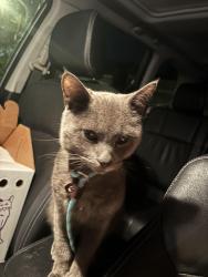 Found/Stray Male Cat last seen apmt complex near intersection of Janke Rd and German School Rd, Richmond, VA, Richmond, VA 23219
