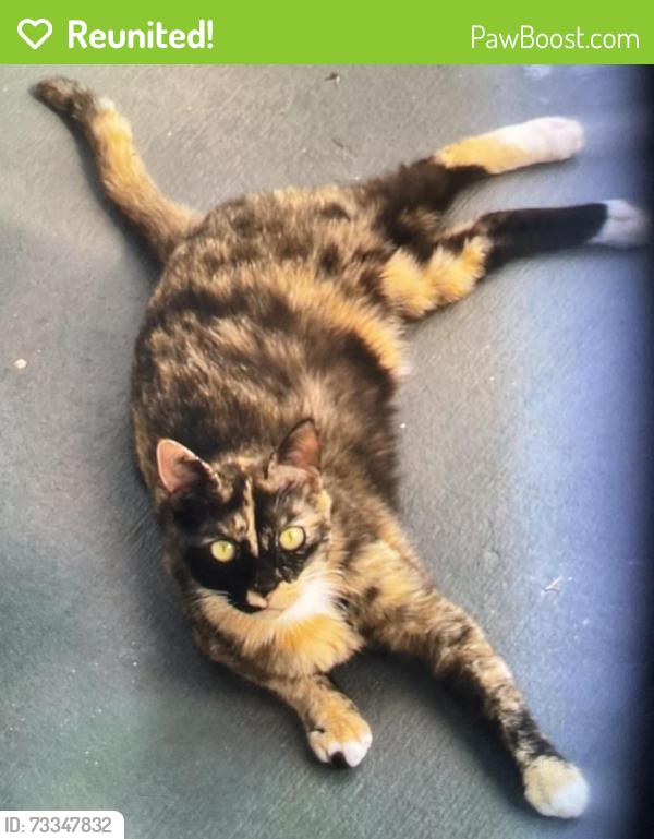 Reunited Female Cat last seen E Red Robin area, Inverness Highlands South, FL 34452