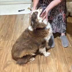 Reunited Female Dog last seen N 114th Dr and W Duluth Ave, Youngtown, AZ 85363