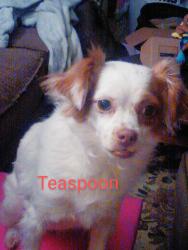 Lost Female Dog last seen Near Street and Ricker, 103rd Street, Jacksonville, FL 32244