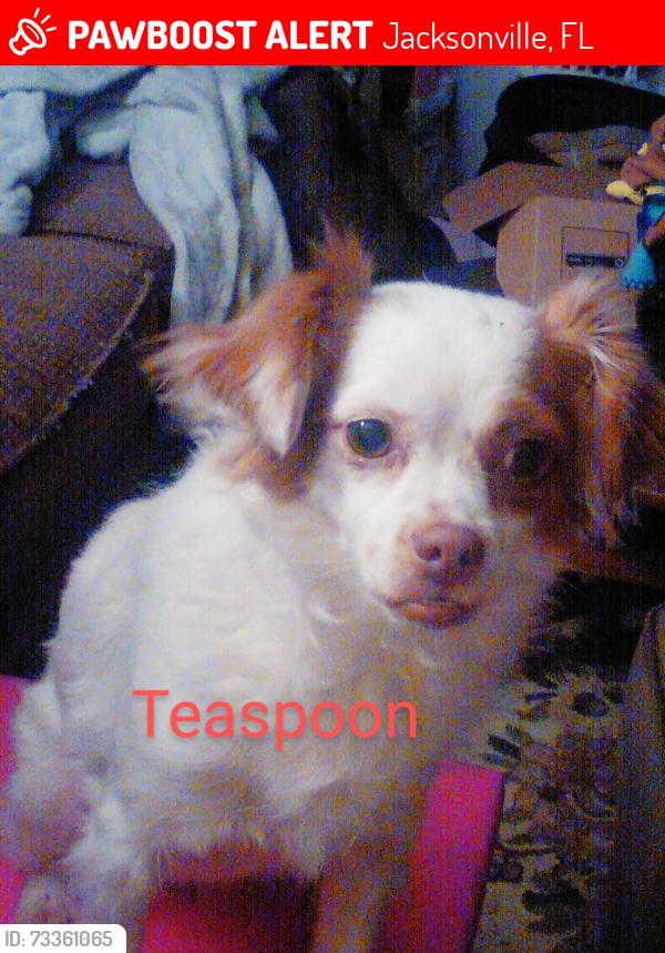 Lost Female Dog last seen Near Street and Ricker, 103rd Street, Jacksonville, FL 32244