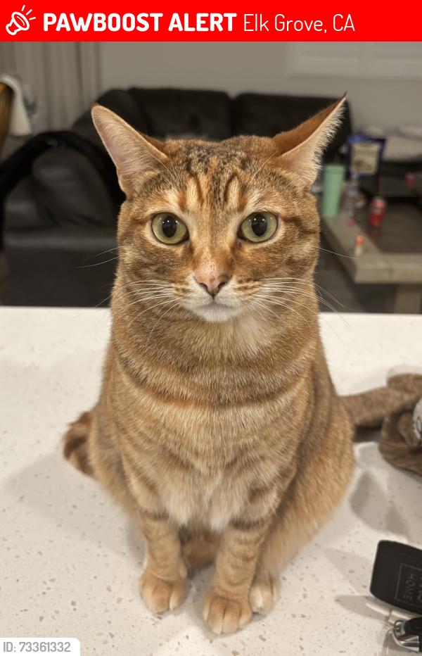 Lost Female Cat last seen Whitlock way, Elk Grove, CA 95757