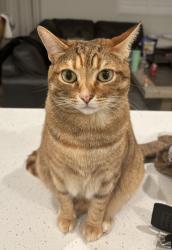 Lost Female Cat last seen Whitlock way, Elk Grove, CA 95757