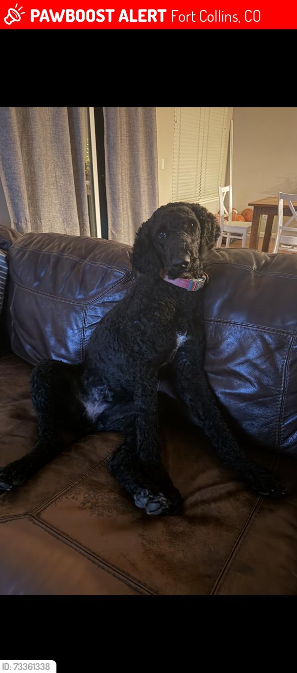 Lost Female Dog last seen Harmony Road, Ziegler Road, Fort Collins, CO 80528
