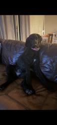 Lost Female Dog last seen Harmony Road, Ziegler Road, Fort Collins, CO 80528