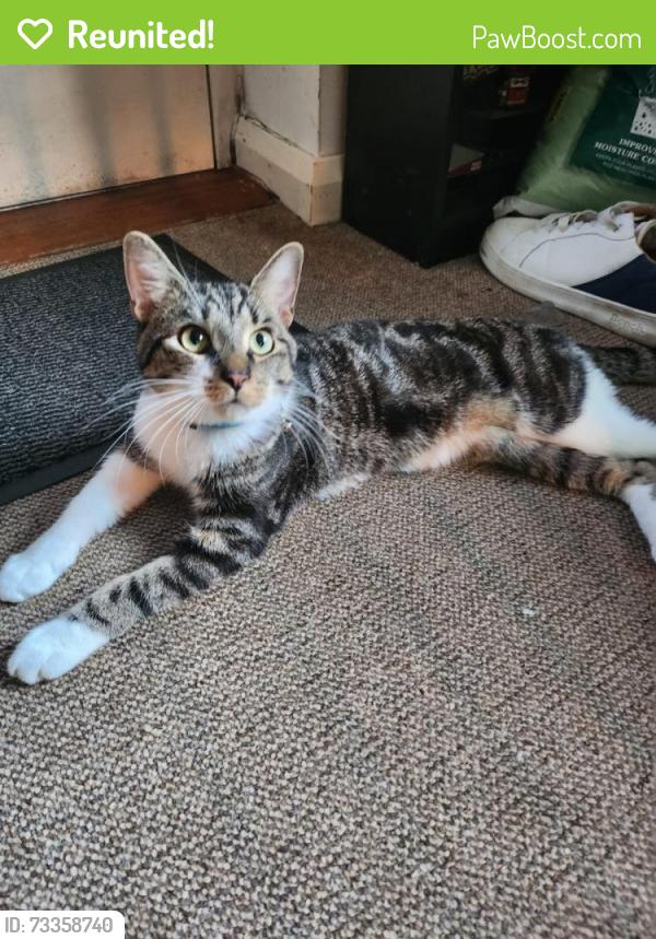 Reunited Male Cat last seen Saffron lane athletic stadium, Leicester, England LE2 7NR
