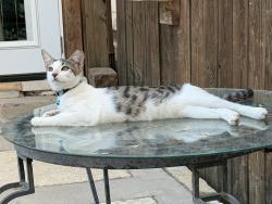 Lost Male Cat last seen Berridge Ln, Dallas TX, Dallas, TX 75227