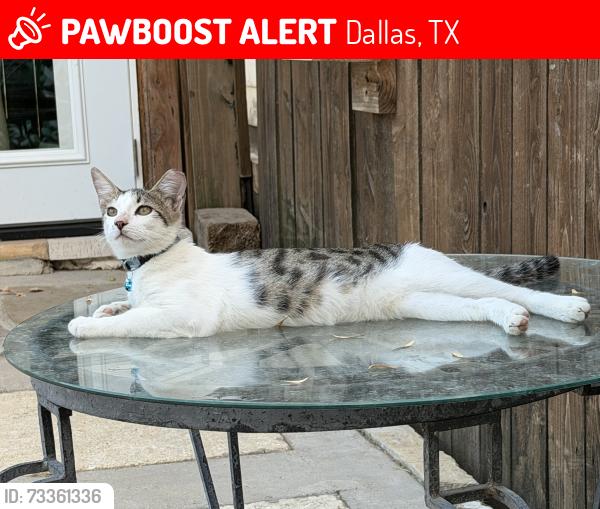 Lost Male Cat last seen Berridge Ln, Dallas TX, Dallas, TX 75227