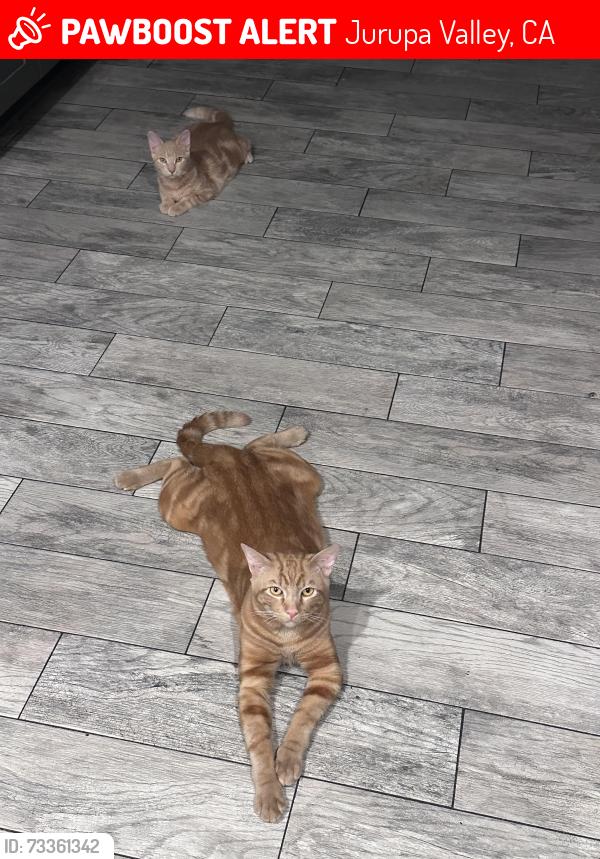 Lost Male Cat last seen Near sky county, Jurupa Valley, CA 91752