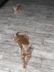 Lost Male Cat last seen Near sky county, Jurupa Valley, CA 91752