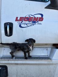Lost Male Dog last seen Pebble Beach by Bridge at the Salt River, Salt River, AZ 85213