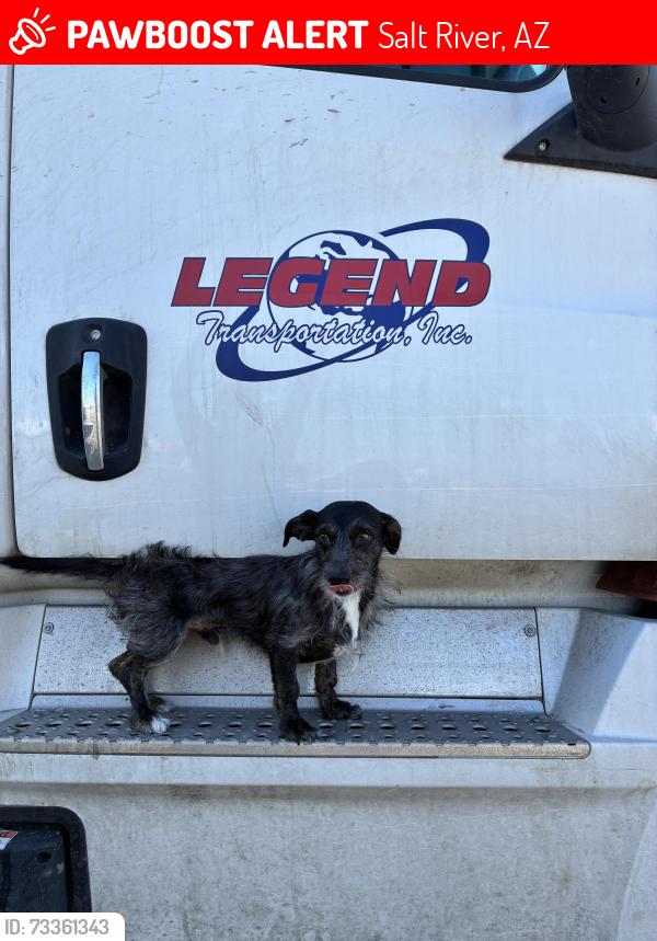 Lost Male Dog last seen Pebble Beach by Bridge at the Salt River, Salt River, AZ 85213