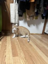 Found/Stray Male Cat last seen Ferndale Ave NE, Renton, WA 98056