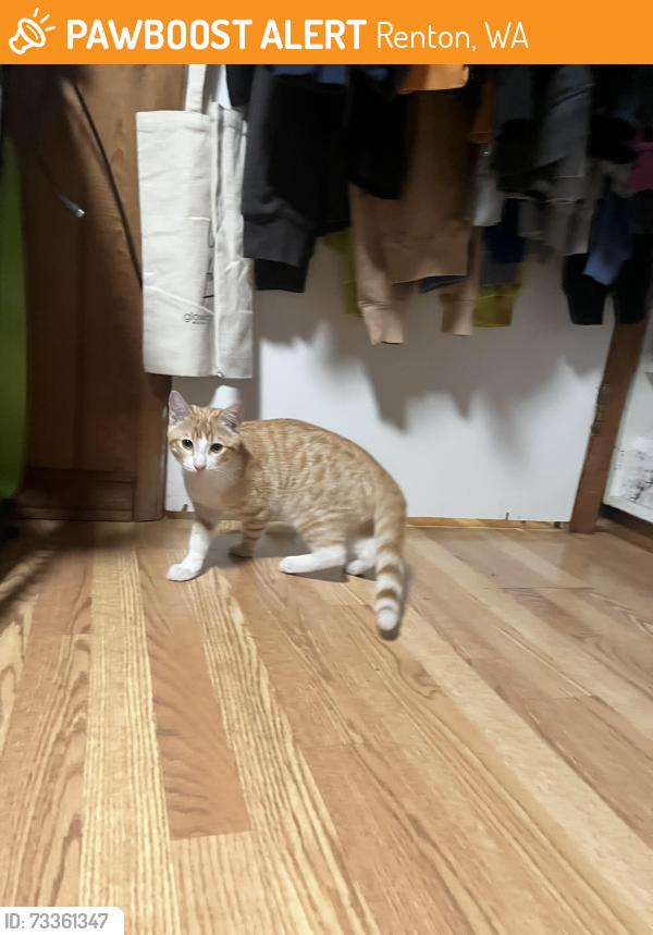 Found/Stray Male Cat last seen Ferndale Ave NE, Renton, WA 98056