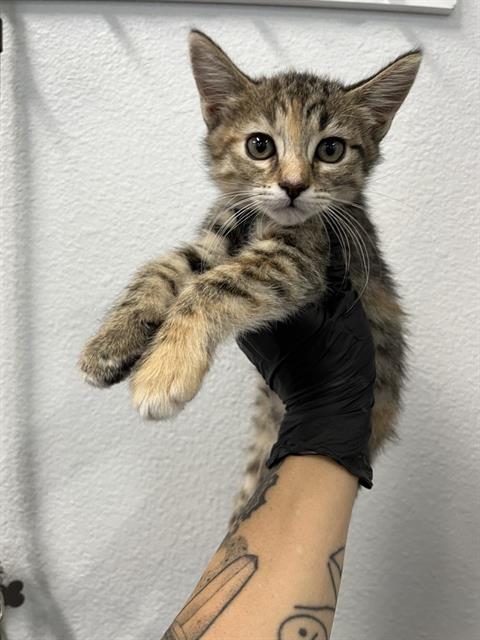 Shelter Stray Female Cat last seen Near BLOCK E SHIELDS AVE, FRESNO CA 93726, 5277 E Airways Blvd, Fresno, CA 93727, USA
