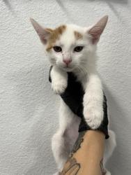 Shelter Stray Male Cat last seen Near BLOCK E SHIELDS AVE, FRESNO CA 93726, 5277 E Airways Blvd, Fresno, CA 93727, USA