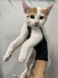 Shelter Stray Male Cat last seen Near BLOCK E SHIELDS AVE, FRESNO CA 93726, 5277 E Airways Blvd, Fresno, CA 93727, USA