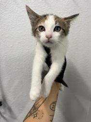 Shelter Stray Female Cat last seen Near BLOCK E SHIELDS AVE, FRESNO CA 93726, 5277 E Airways Blvd, Fresno, CA 93727, USA