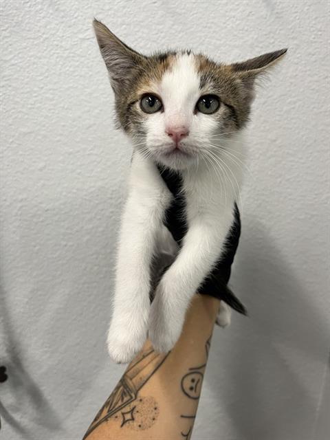 Shelter Stray Female Cat last seen Near BLOCK E SHIELDS AVE, FRESNO CA 93726, 5277 E Airways Blvd, Fresno, CA 93727, USA