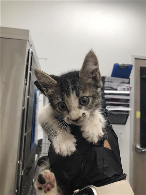 Shelter Stray Male Cat last seen Near BLOCK S EUNICE AVE, FRESNO CA 93706 4314, 5277 E Airways Blvd, Fresno, CA 93727, USA