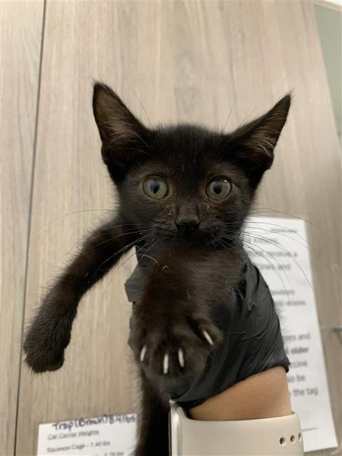 Shelter Stray Male Cat last seen Near BLOCK E BELMONT AVE, FRESNO CA 93727 2718, 5277 E Airways Blvd, Fresno, CA 93727, USA