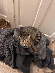 Lost Male Cat last seen Neston road, Newport, Wales NP19 9DY
