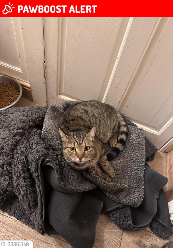 Lost Male Cat last seen Neston road, Newport, Wales NP19 9DY