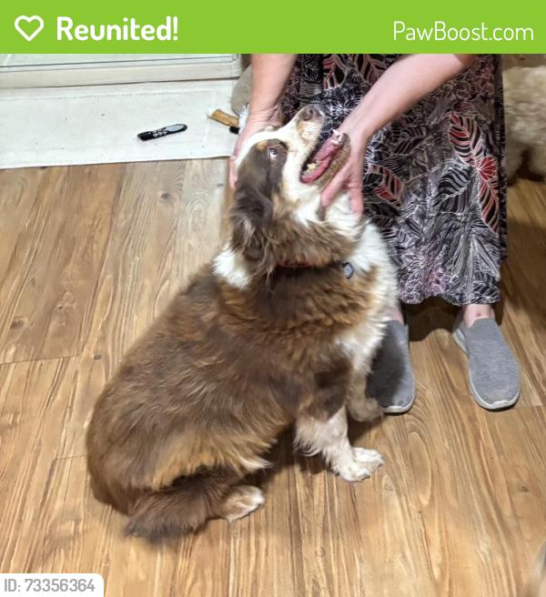 Reunited Female Dog last seen N 114th Dr and W Duluth Ave, Youngtown, AZ 85363