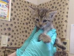 Shelter Stray Male Cat last seen FAIR OAKS BLVD/ANGELINA AVE, 95608, 3839 Bradshaw Rd, Sacramento, CA 95827, USA