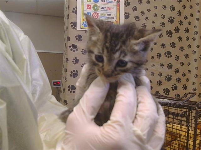 Shelter Stray Male Cat last seen FAIR OAKS BLVD/ANGELINA AVE, 95608, 3839 Bradshaw Rd, Sacramento, CA 95827, USA