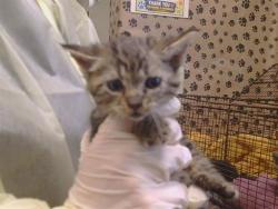 Shelter Stray Female Cat last seen FAIR OAKS BLVD/ANGELINA AVE, 95608, 3839 Bradshaw Rd, Sacramento, CA 95827, USA
