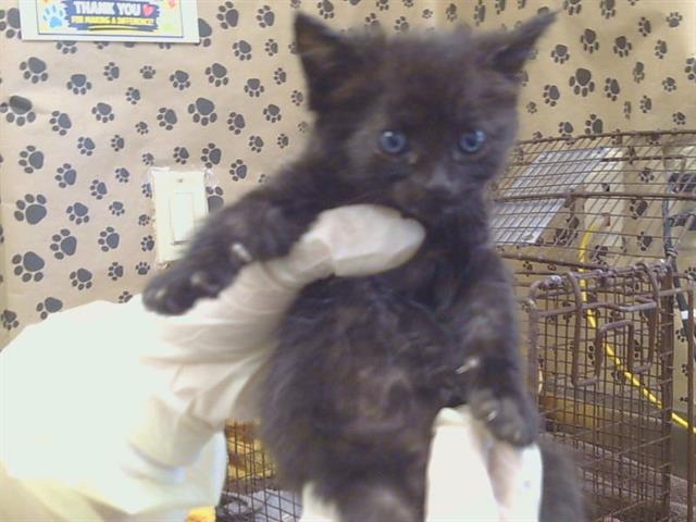 Shelter Stray Female Cat last seen FAIR OAKS BLVD/ANGELINA AVE, 95608, 3839 Bradshaw Rd, Sacramento, CA 95827, USA