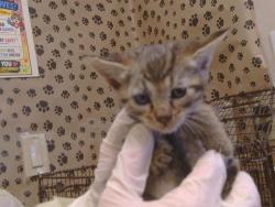 Shelter Stray Male Cat last seen FAIR OAKS BLVD/ANGELINA AVE, 95608, 3839 Bradshaw Rd, Sacramento, CA 95827, USA