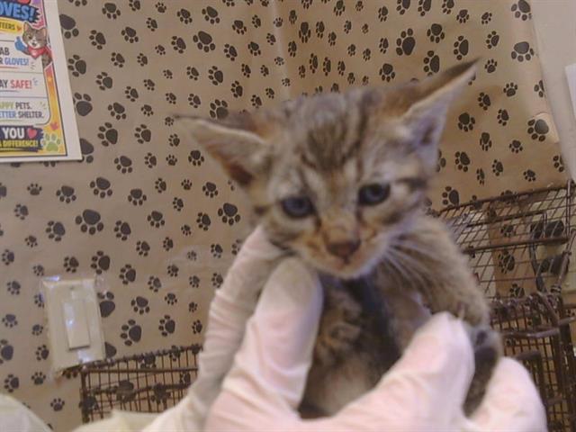 Shelter Stray Male Cat last seen FAIR OAKS BLVD/ANGELINA AVE, 95608, 3839 Bradshaw Rd, Sacramento, CA 95827, USA