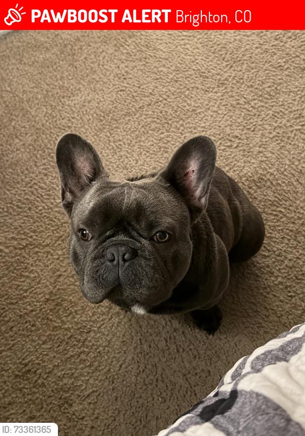Lost Male Dog last seen Box Elder Brighton, CO 80601 Estados Unidos, Brighton, CO 80601