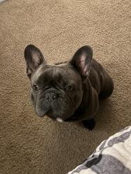 Lost Male Dog last seen Box Elder Brighton, CO 80601 Estados Unidos, Brighton, CO 80601