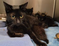 Shelter Stray Female Cat last seen , 957 N Gaffey St, San Pedro, CA 90731, USA