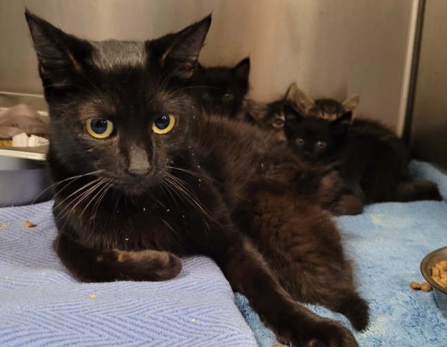 Shelter Stray Female Cat last seen , 957 N Gaffey St, San Pedro, CA 90731, USA