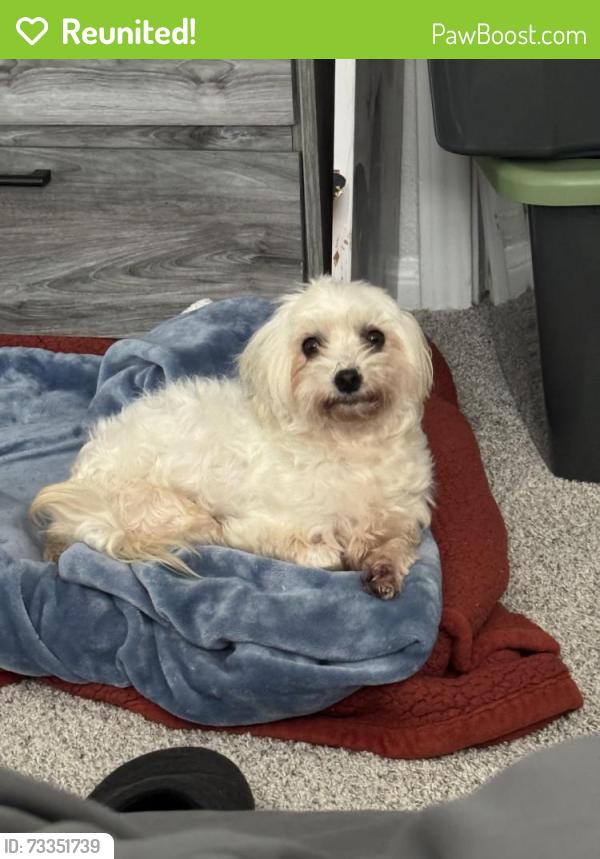 Reunited Female Dog last seen Teal run development Missouri city, Fresno, TX 77545