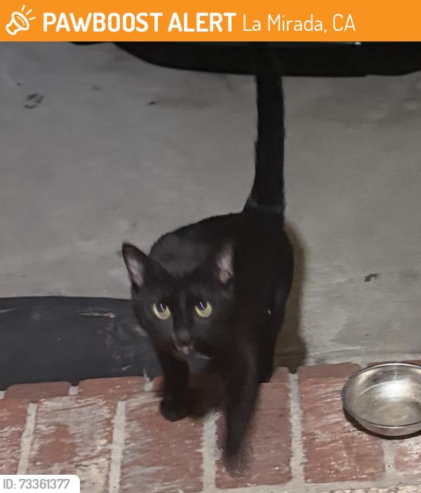 Found/Stray Male Cat last seen Escalona Elementary, La Mirada, CA 90638