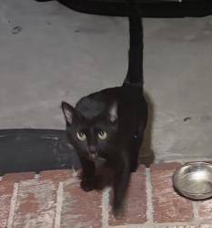 Found/Stray Male Cat last seen Escalona Elementary, La Mirada, CA 90638