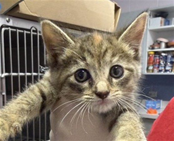 Shelter Stray Female Cat last seen 103RD ST, 2020 Forest St, Jacksonville, FL 32204, USA