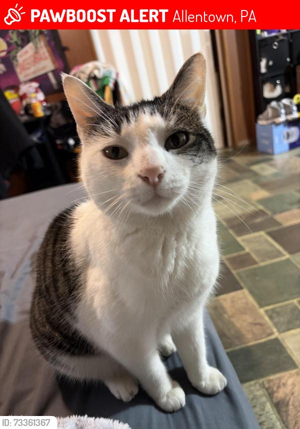 Lost Female Cat last seen E Tremont, Allentown, PA 18109