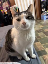 Lost Female Cat last seen E Tremont, Allentown, PA 18109