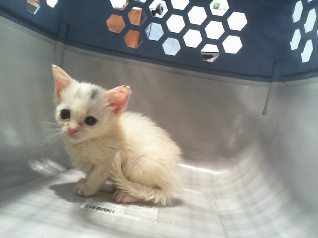 Shelter Stray Female Cat last seen CHARLOTTE, 8315 Byrum Dr, Charlotte, NC 28217, USA